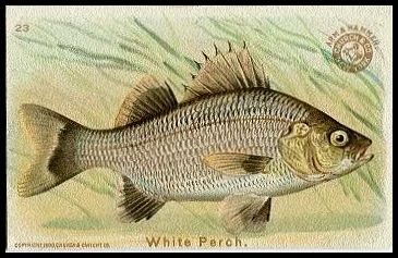 23 White Perch